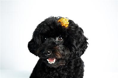 育碧官方辟谣 否认在开发《刀锋战士》游戏